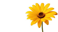 Beautiful Yellow African Daisy Flower Isolated On White Background. Generative AI