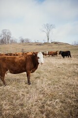 Canvas Print - Peaceful scene of a herd of brown cattle grazing in a dry grassy meadow in Quebec, Canada