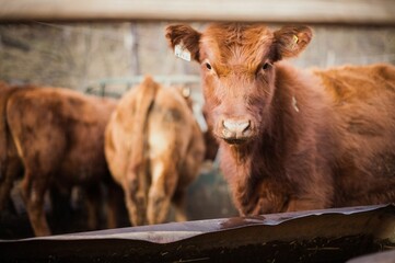 Canvas Print - Brown bovine on a farm gazing directly at the camera in Quebec, Canada