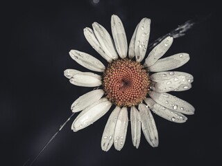 Sticker - Closeup of a white daisy on a dark background