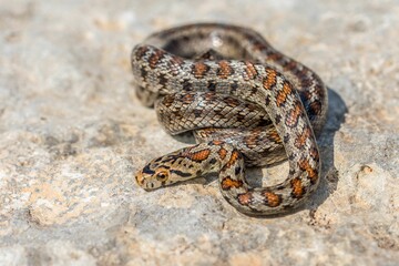 Wall Mural - Macro shot of a juvenile Leopard Snake or European Ratsnake, Zamenis situla, on rocks in Malta