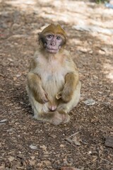 Wall Mural - A young small Barbary Macaque monkey or ape, sitting on the ground, eating peanuts in Morocco