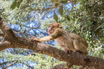 Wall Mural - A young small Barbary Macaque monkey or ape, sitting in a tree, eating peanuts in Morocco