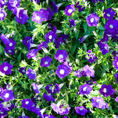 Wall Mural - Beautiful background of purple petunias flowers.