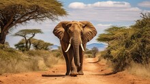 Big African Elephant On The Gravel Road With Blue Sky