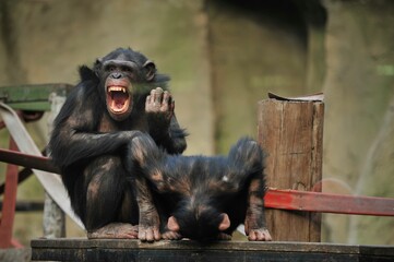 photography of a screaming monkey at the zoo