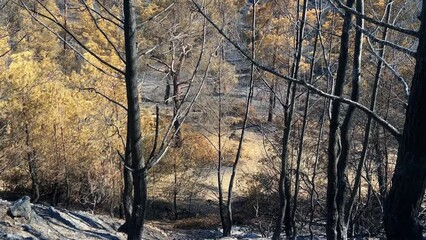 Wall Mural - Autumn wood trees on a rocky hill with leafless branches on a sunny day