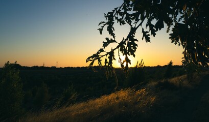 Wall Mural - Tranquil landscape with a picturesque sunset over rolling hills with trees and grass