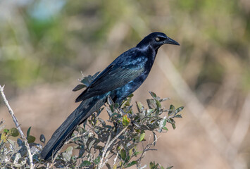 Wall Mural - Great-tailed Grackle