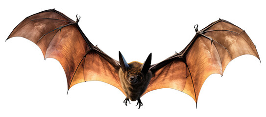 Wall Mural - Bat Flying Isolated on Transparent Background
