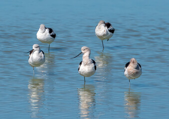 Wall Mural - American Avocets