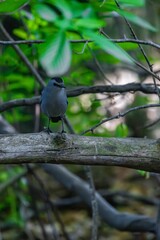 Poster - Cat bird (Dumetella carolinensis) perched on a tree branch