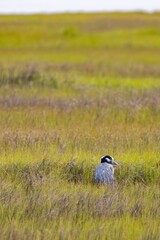 Sticker - Common Crane (Grus grus) standing in a grassy field