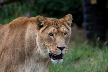 Wall Mural - Closeup of a lion in a field an African savannah