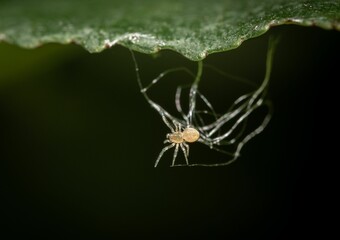 Canvas Print - Bolas spider (Mastophora cornigera) spider on a lush green leaf