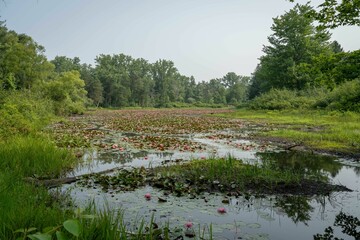 Canvas Print - Scenic view of a tranquil pond surrounded by lush lily-like vegetation