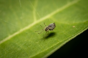 Poster - Close-up of an Dicty weaver spider perched on a green leaf