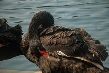 Black Swan Preening Its Feathers