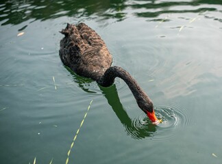 Poster - Black swan swimming in a pond