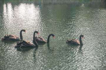 Poster - Black swans swimming in a pond