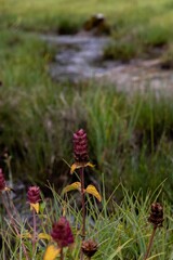 Poster - Vertical of a plant near a river in a green field in Nikora, Georgia