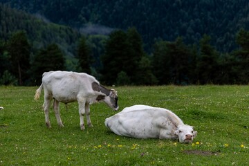 Poster - Scenic view of cows grazing on a green meadow in Nikora, Georgia