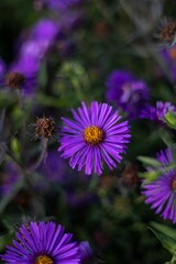 vertical closeup of a purple cosmos flower