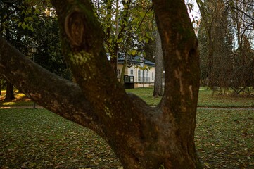 Canvas Print - Green tree trunk on the backgroung of a house