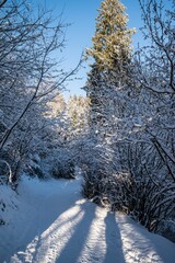 Poster - Vertical shot of the snow-capped forest