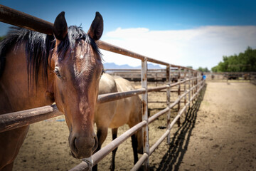 Wall Mural - Canutillo Pony