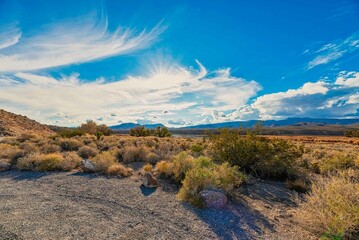 Sticker - Landscape of a Desert with wild plants in Nevada with blue sky on the horizon in the summer