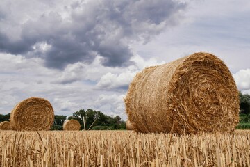 Canvas Print - Field of hay bales in a rural setting