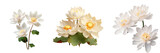 White lotus flowers isolated on transparent background
