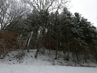 Wall Mural - Landscape of a snowy forest with weathered trees