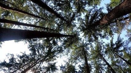 Wall Mural - low angle footage of long slim trees with sunlight and bright sky