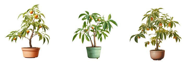 Mango tree in black pot