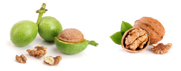 Wall Mural - fresh walnuts in peel isolated on white background