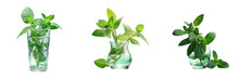 Mint In The Vase Transparent Background