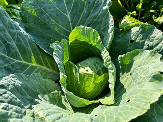 Wall Mural - A head of young green cabbage ripens in a farmer's field on a sunny summer day. Close-up of fresh young cabbage ripening in the vegetable garden. Cabbage bushes with green leaves on the ground.