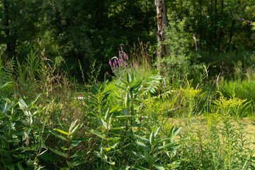 Canvas Print - natural vegetation by a pond (with milkweed in the foreground)