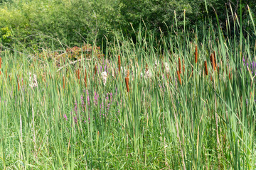 Wall Mural - view of marsh plants (bullrushes and purple loosestrife) growing in a park, summertime