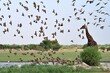 Flying sandgrouse in the Kalahari, Botswana