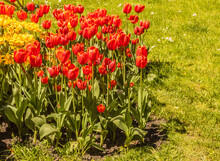 Blooming  Red And Yellow Tulips In The Park Of Kyiv