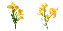Freesia Flower Transparent Background