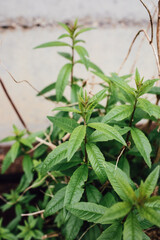 Wall Mural - close up of Lemon Verbena plant in garden