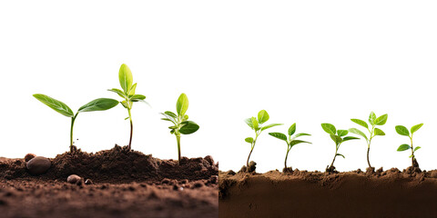 Canvas Print - Developing business growth strategies for seedlings