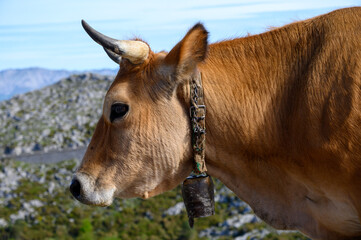 Brown Asturian cows, herd of cows is carried to  new pasture on mountain road, Picos de Europe, Los Arenas, Asturias, Spain