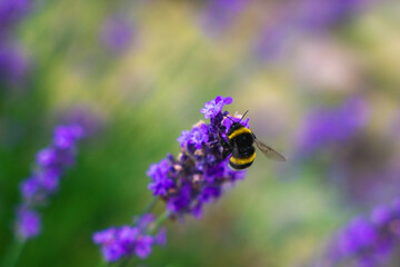 bee on flower