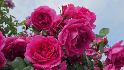 Wall Mural - beautiful bright crimson roses, close up
