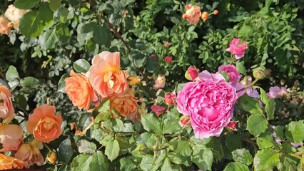 Wall Mural - branches of colorful roses with beautiful flowers swaying in the wind, closeup